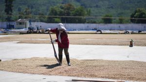 Tunda Panen Demi Mutu, Bisnis Kopi PTPN IV Tetap Raup Laba di Awal 2026