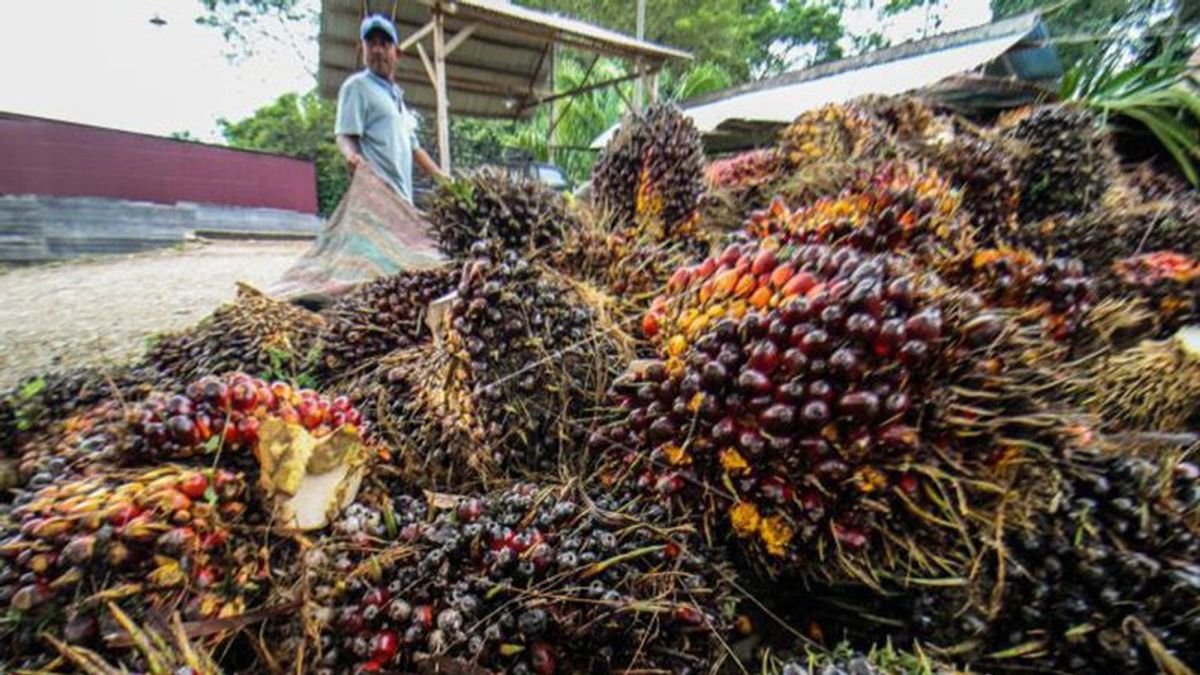 贸易部长Zulhas声称听到农民向马来西亚出售棕榈油FFB感到难过：尽管政府已要求企业家每公斤购买Rp1，600