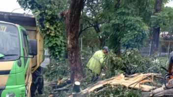 Tree Falls Due To Heavy Rain In Jakarta, Overwrites 4 Vehicles