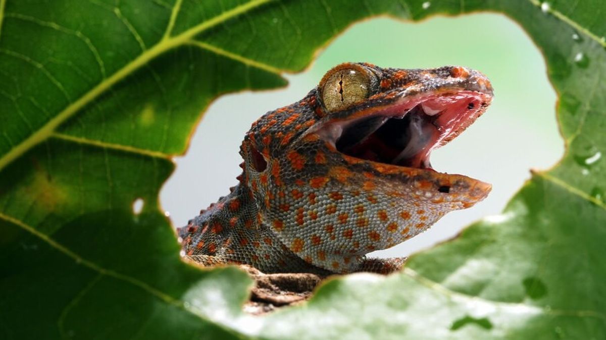 How To Remove Tokek Bites Is Only Water Capital