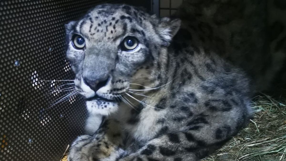 Garuda Indonesia Assists The Protected Snow Leopard Animal Breeding  Conservation Program