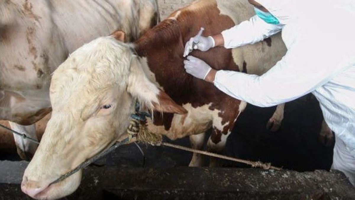 حكومة مدينة تانجيرانج تغلق آكيس دخول الحيوانات المضحية من المنطقة لمنع انتقال مرض الحمى القلاعية
