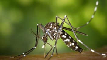 Beware, Dengue Fever Can Cause Sufferers To Experience Impaired Consciousness