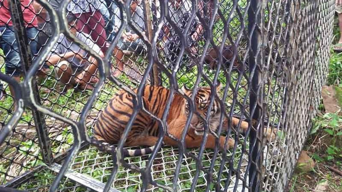 BKSDA Tangkap Seekor Harimau Sumatera di Aceh Selatan