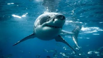 Shark Attack Statistics And Interesting Facts About Sharks