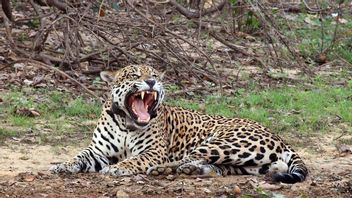 メキシコのジャガーの人口は30%増加していますが、それでも絶滅の危機にしています