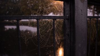 強烈な香りを持つ、この7つの植物はラバラバを嫌います