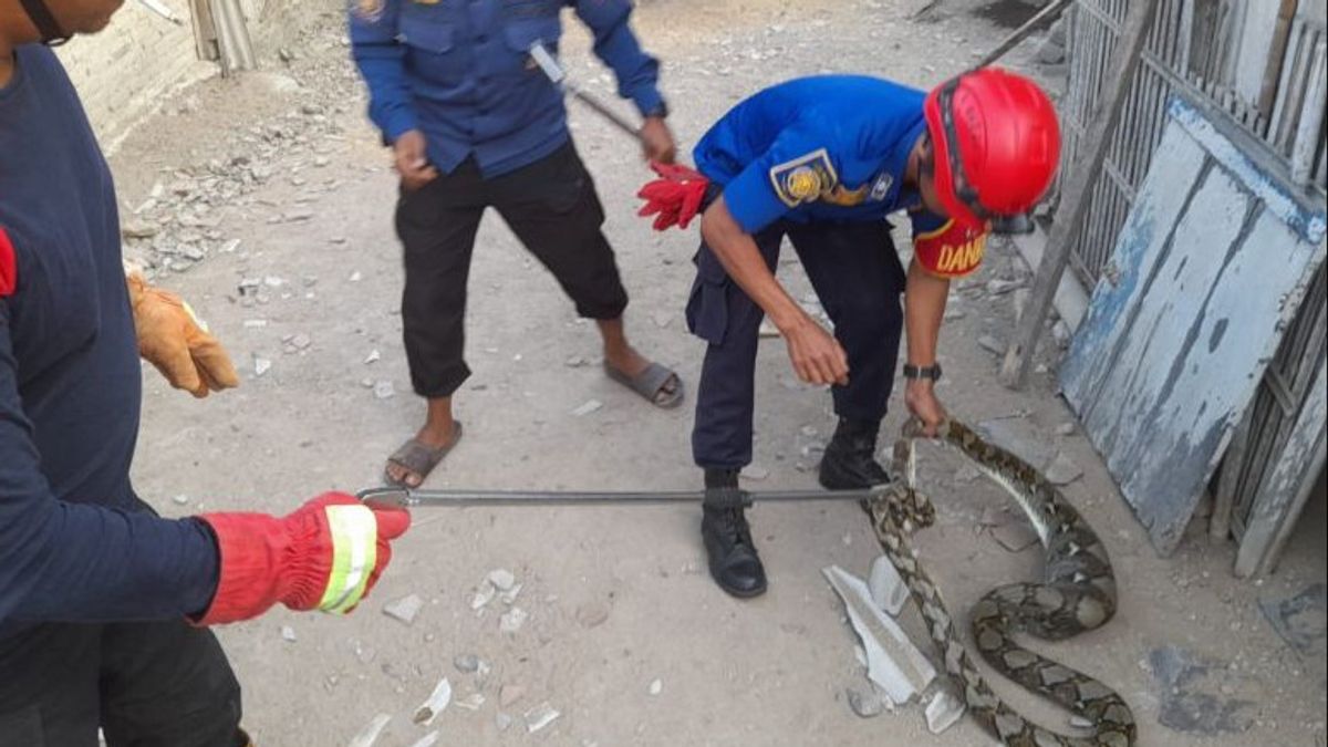 2 Meter Long Python Secured From Residents' House Waterways