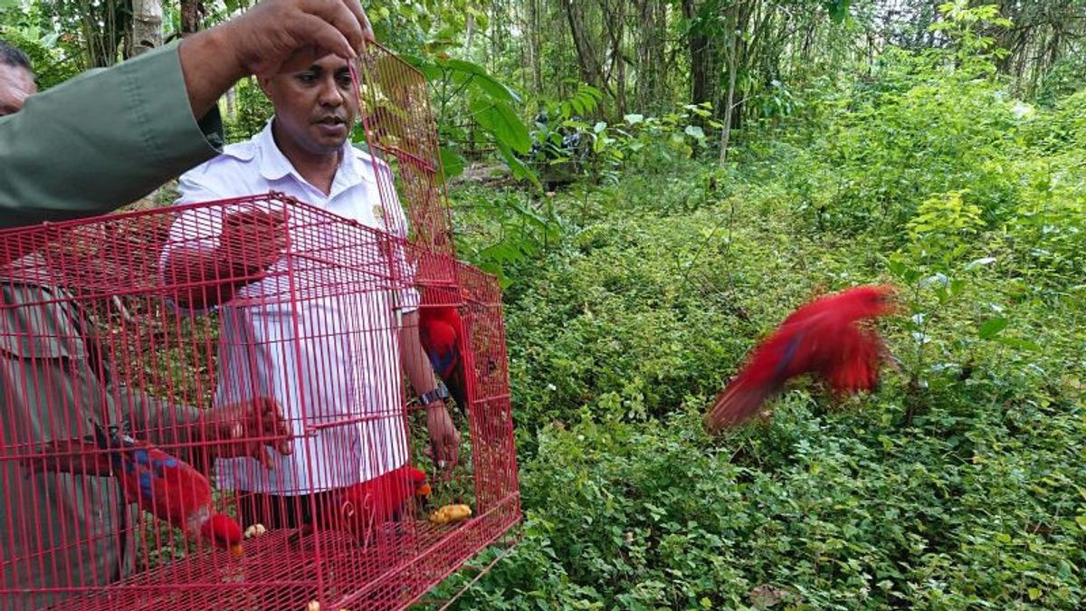BKSDA Maluku Lepasliarkan Burung Nuri di Bukit Karai