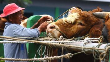 Prevent FMD, Malang City Government Forms Special Team Ahead Of Eid Al-Adha