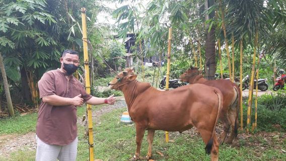 'Hitted' By Diseases Of The Mouth And Fingernails, The Supply Of Sacrificial Animals In Sleman DIY Decreases