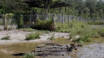 127 Cases Of Crocodile-Human Conflict Occurred In Bangka Belitung, BKSDA Duga Imbas Environmental Damage