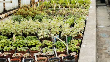 Secret Revealed: The Group That Is the Seed Plant and Changed the World!