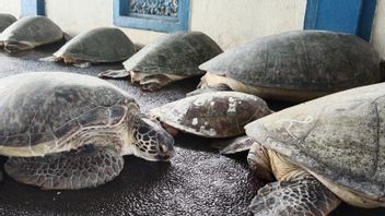 Bali Police Arrest 2 Perpetrators Of Smuggling 15 Green Turtles From Madura