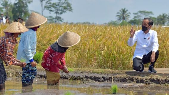 هدية الذكرى ال 77 لاستقلال إندونيسيا من IRRI: يمكننا أن نكون مكتفين ذاتيا في الأرز