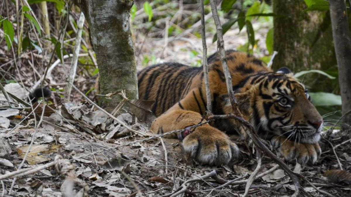Récupéré, Tiger Cub 'Lake Putra' Libéré à Gunung Leuser Tn 