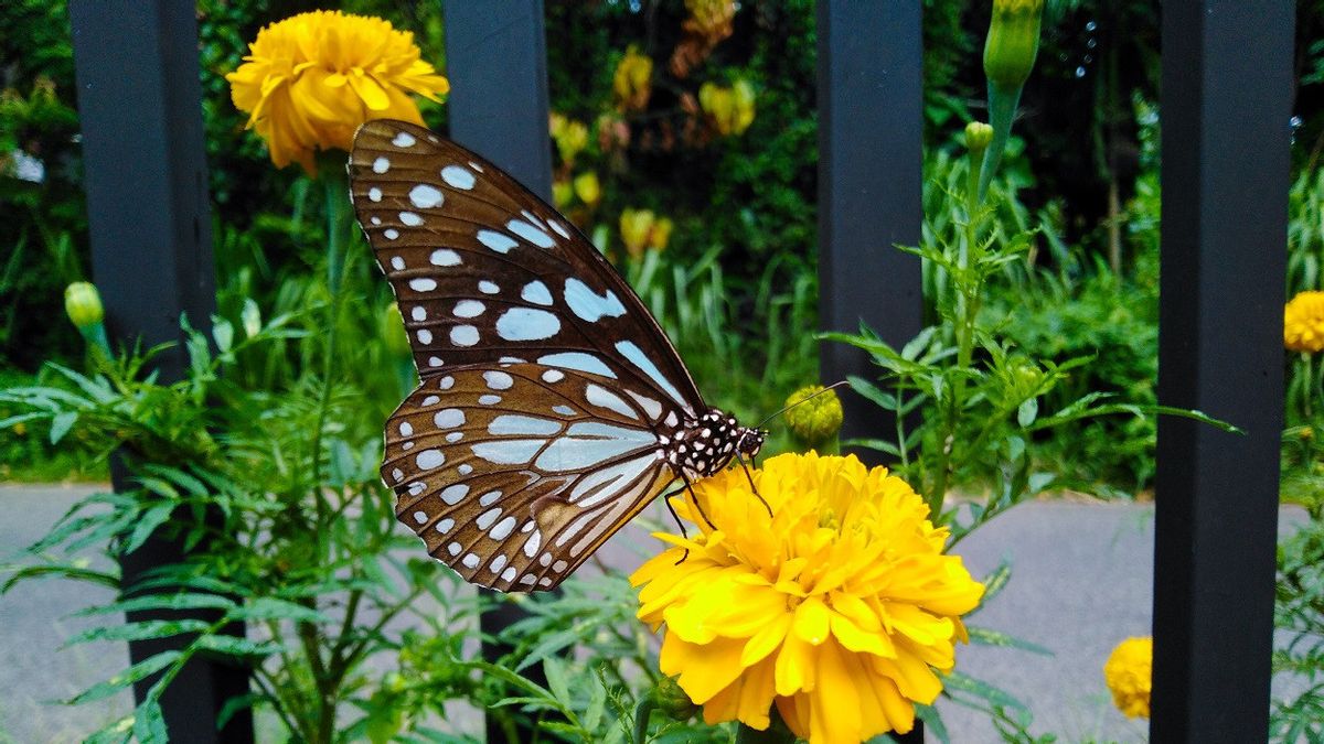 哥伦比亚被评为世界蝴蝶天堂