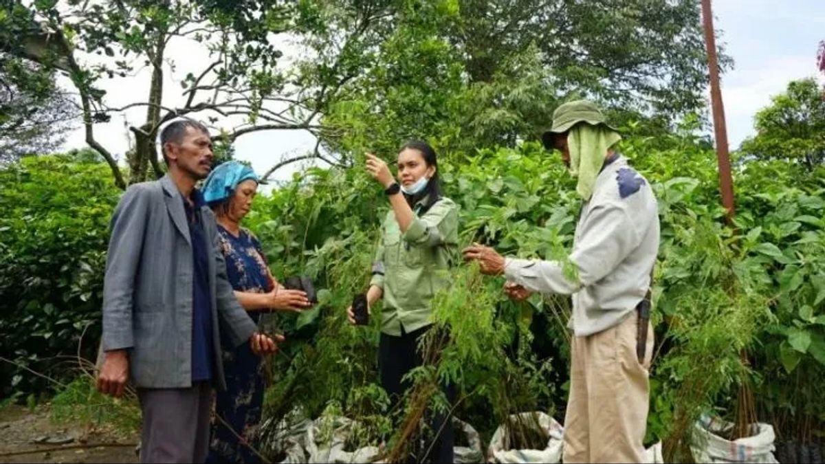 Kelompok Tani Kopi Sihaporas Dapat Bantuan 350 Batang Pohon