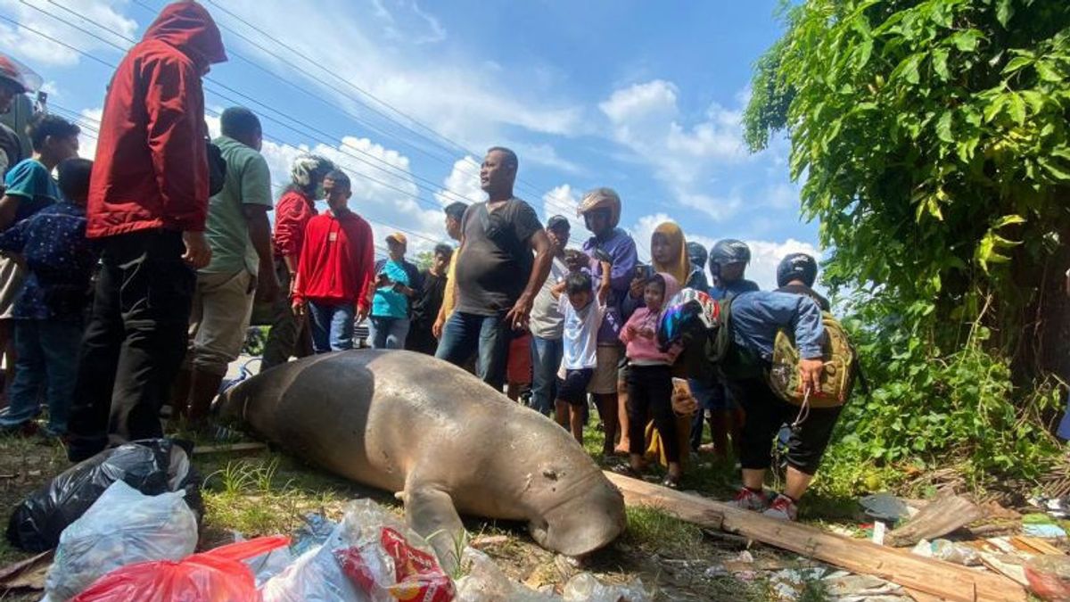 Residents Find The Mermaid Bangkai In Baguala Ambon