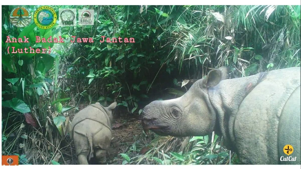 Deux Individus Nouveau-nés, Rhinocéros De Java Dans Le Parc National D’Ujung Kulon Augmente