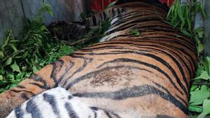 BKSDA Sumut Selamatkan Harimau Sumatera Terkena Jerat