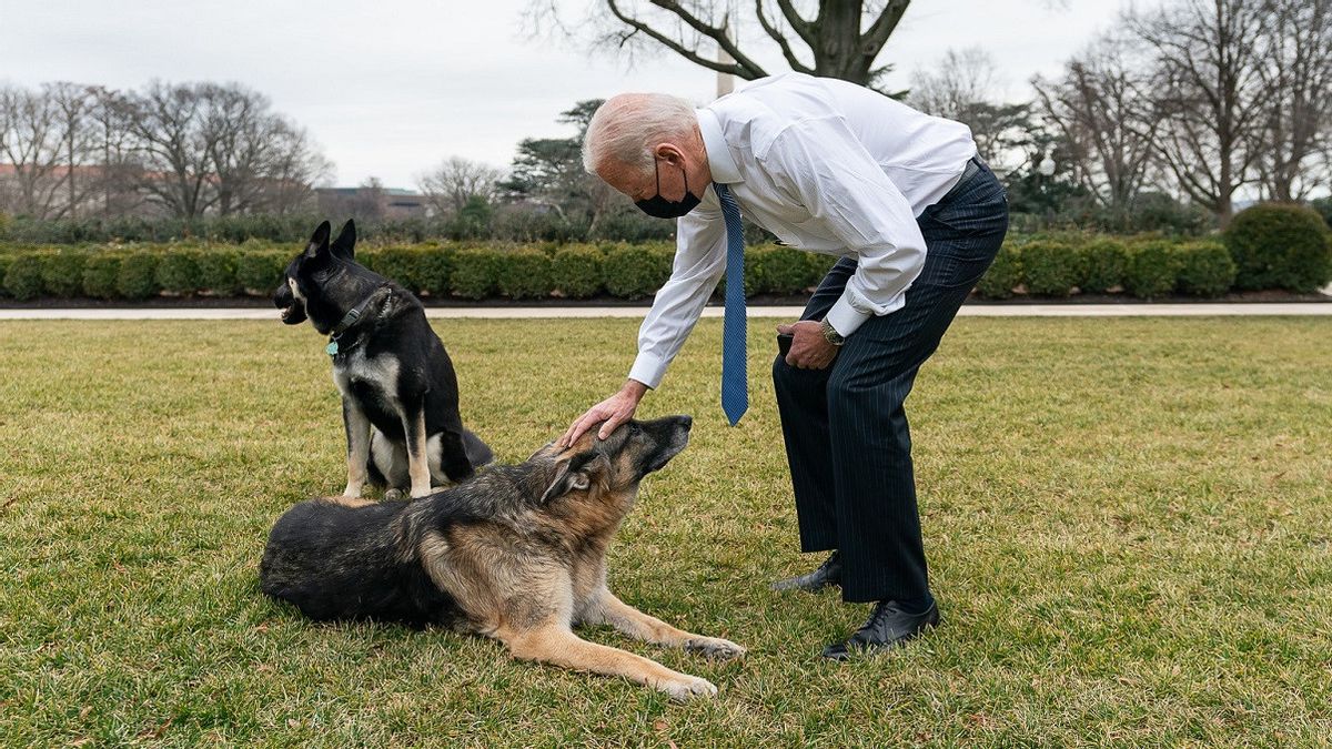 ホワイトハウスに戻り ジョー バイデン大統領のジャーマン シェパードは最初の犬になる