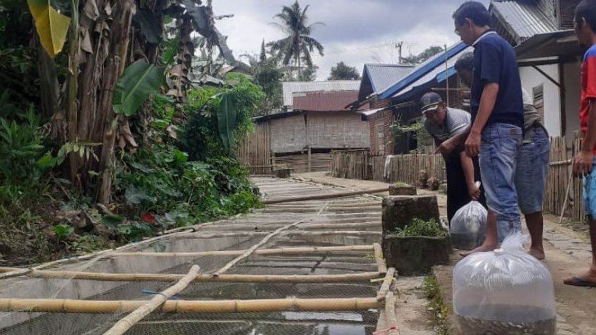 Tingkatkan Perekonomian, Masyarakat Desa Dusun Sawah di Bengkulu Budidaya Ikan Manfaatkan Saluran Irigasi