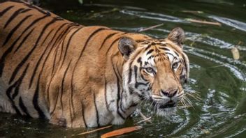 Isu Pakan Satwa Dikorupsi Meledak di Medsos, Ragunan Buka Suara: Semua Sesuai Standar!