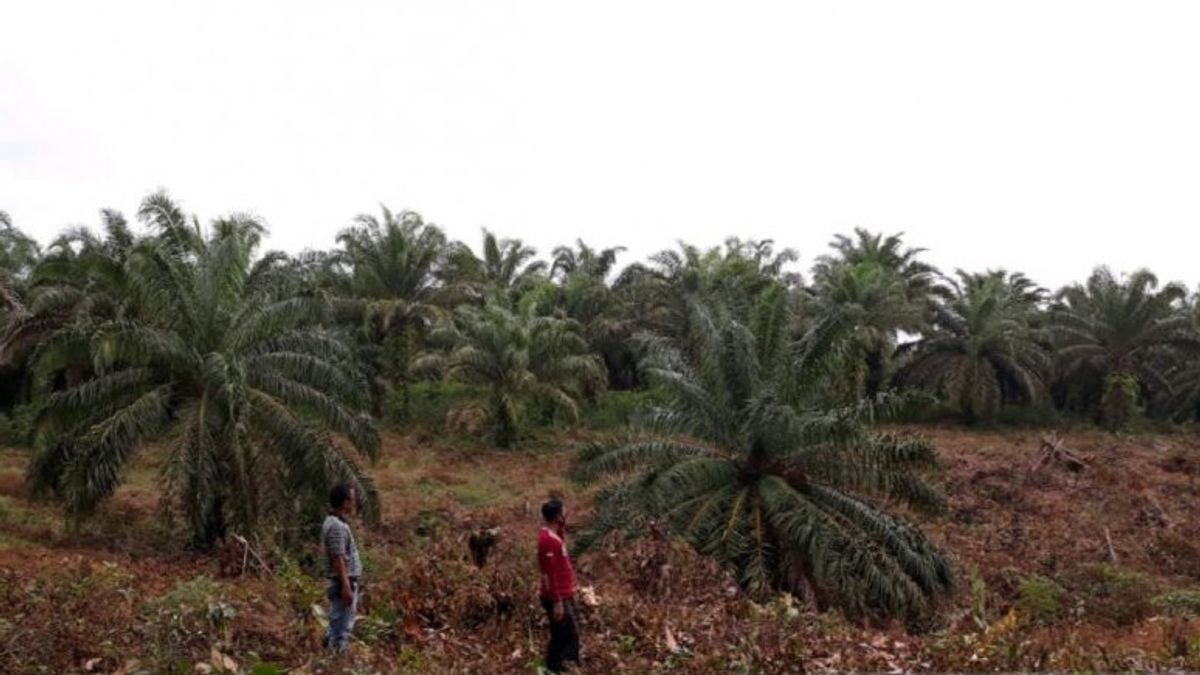 木库穆科经济再次发展， 所有棕榈油厂都恢复了运营