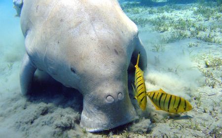 Ikut Berperan Menjaga Iklim Dunia, Dugong Justru Terancam Punah