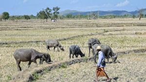 乾季、干ばつ西ヌサトゥンガラ(NTB)の10,000ヘクタールの土地