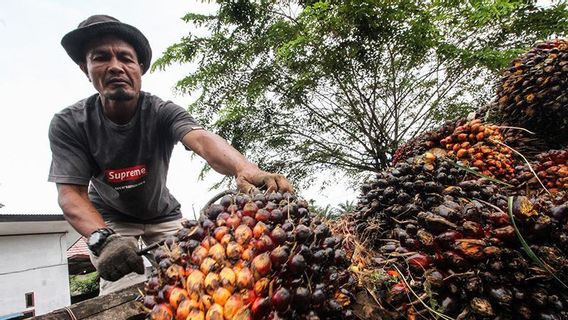 Anggota Komisi VI DPR Nilai BUMN Pangan Perlu Perkuat Kerja Sama dengan Petani Sawit