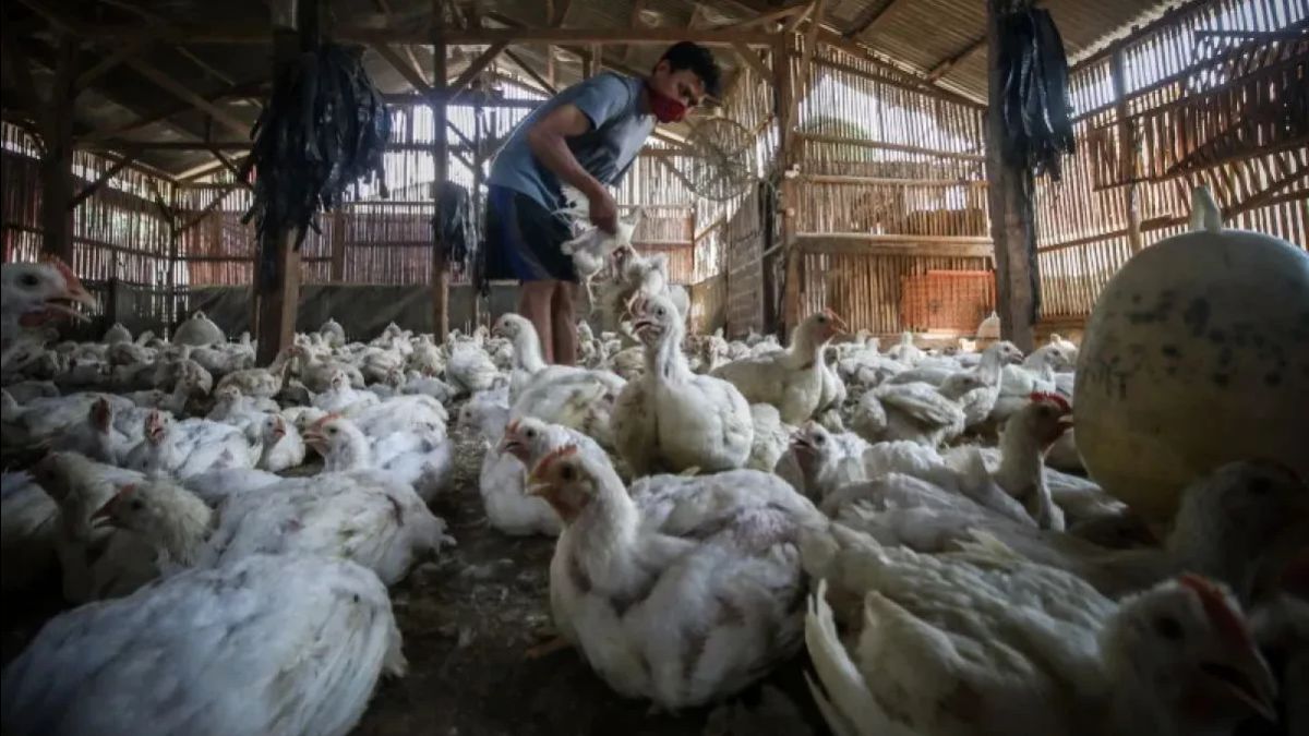飼育者の秘密のトリック:鶏のブカブクを簡単に治療する方法