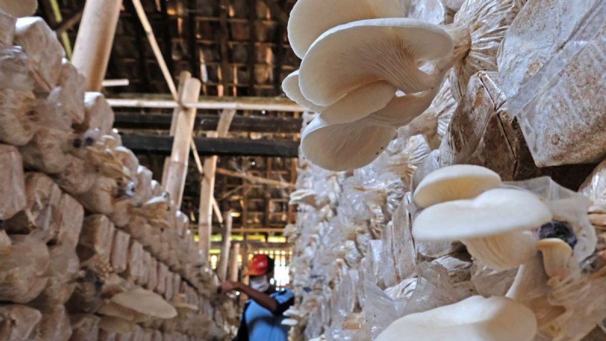 La culture des champignons tiramins favorise la diversification et la durabilité alimentaire dans l’IKN