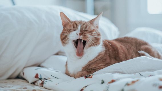 بعد الحصول على خدمة تدليك للنقل، فندق Cat هذا في باريس ممتلئ