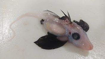 Scientists Find Rare Ghost Shark Baby With Sex Tantacle On Its Head