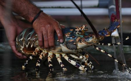 KKP: Terbitnya Permen 7/2024 akan Optimalkan Pengelolaan Lobster RI