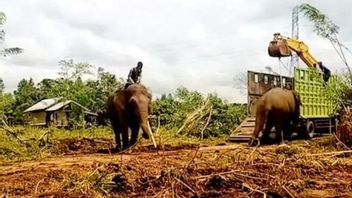 Berita Aceh Terkini: Konflik Gajah dengan Manusia di Pidie Aceh Peringkat Tertinggi