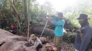 Police Are Looking For The Perpetrators Of The Elephant Killers In Tesso Nilo National Park