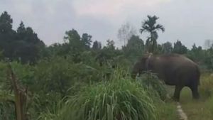 Jangan Sakiti 'Codet' yang Masuk ke Perkebunan di Siak, Sudah Dipantau Tim BBKSDA Riau