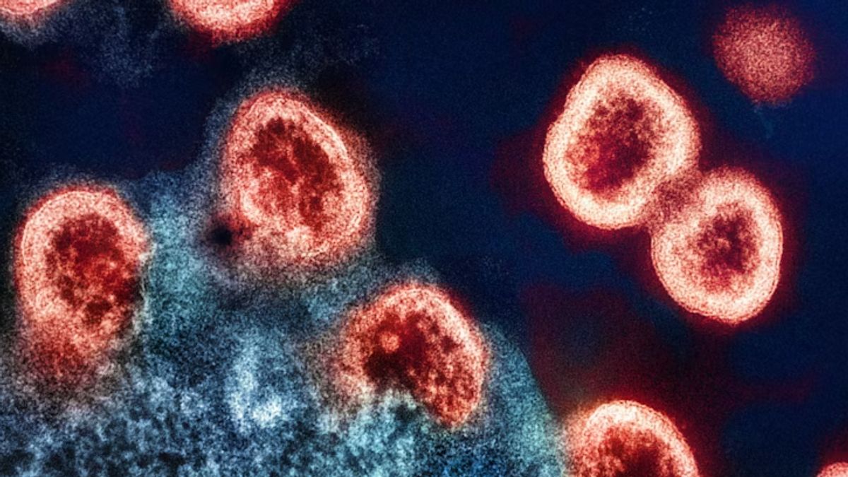 オーストラリアの6人の乗客がハンタウイルスに感染し、健康状態