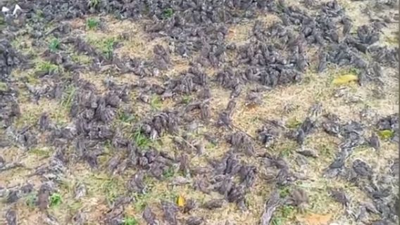 Viral! Hundreds Of Birds Fall In Bali, This Is What The Conservation Center Says