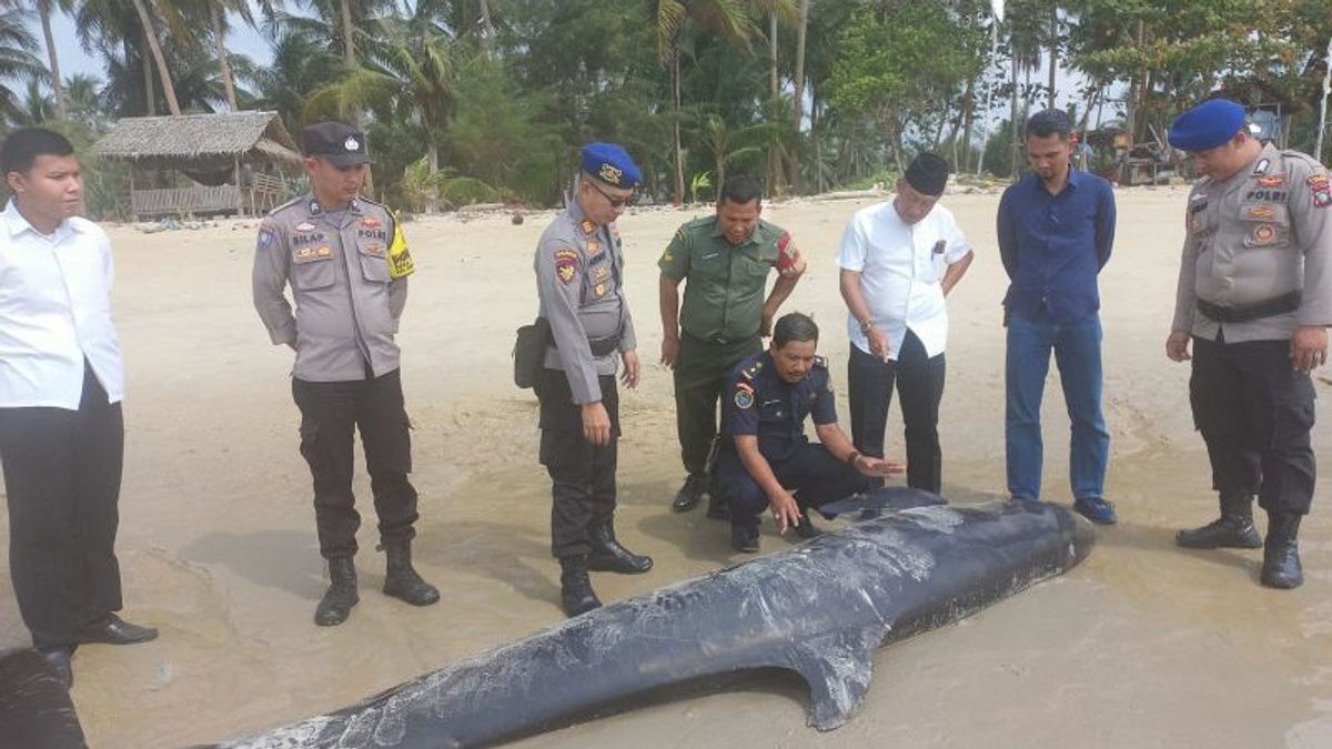Whale Carcasses Stranded On Lingga Beach Buried By Residents