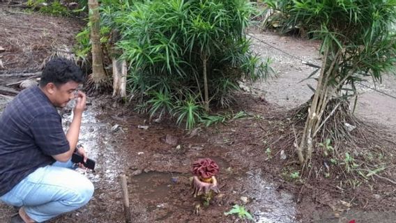 Sempat Buat Warga Bingung, Ternyata Bunga Bangkai Tumbuh di Pekarangan