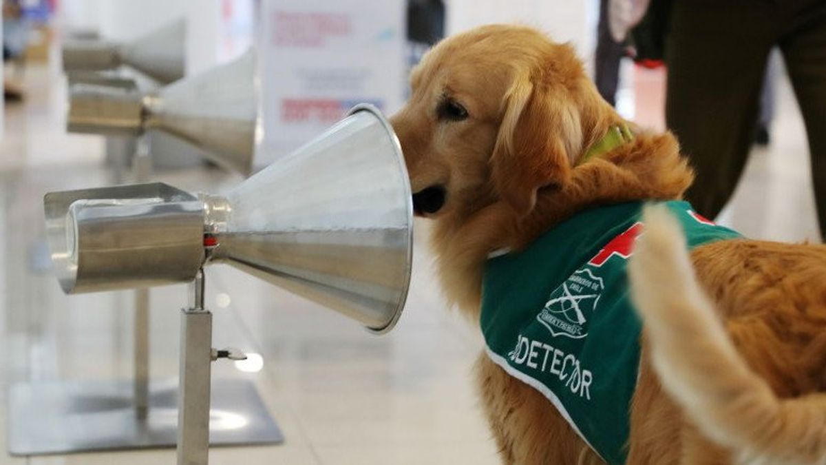 Bandara Santiago Chile, Tugaskan Anjing-Anjing Pendeteksi COVID-19