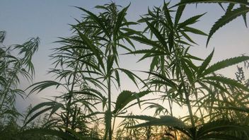 BNN transforme un champ de cannabis à Gayo Lues Aceh en un champ de café