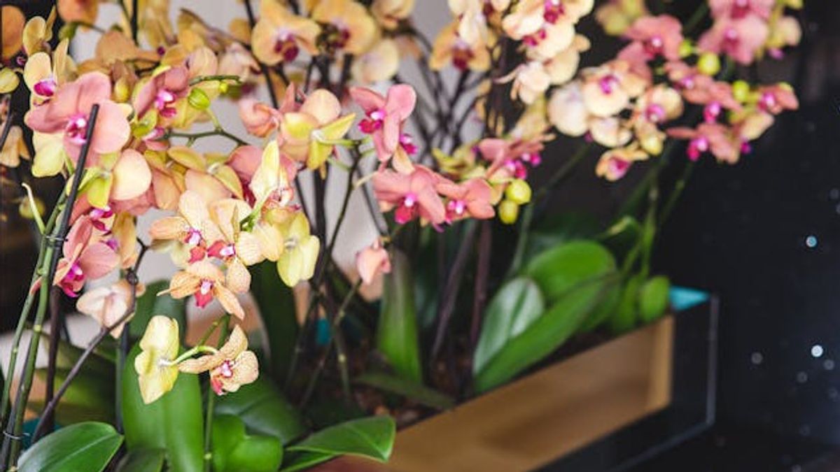 Yellow Orchid Plant Leaves, Recognize 6 Causes And How To Fix Them