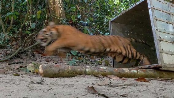 老虎出现在牲畜猎物居民的定居点，亚齐BKSDA说这是由食物来源中断引发的 