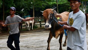 Gerindra distribue des centaines de vaches pour le sacrifice d'Iduladha, Muzani: Espérons-le, bénédictions