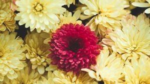 7 Jenis Bunga Potong yang Tahan Selama Seminggu dalam Vas
